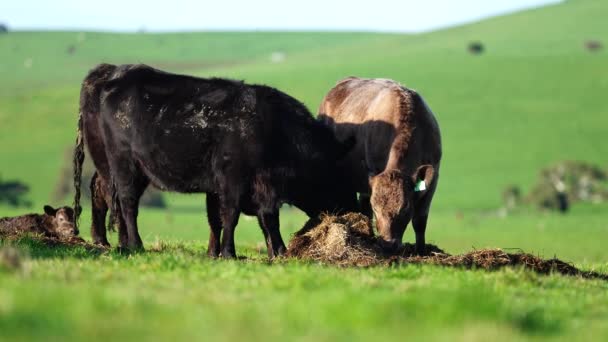 Stud Angus, wagyu, Murray grey, Dairy and beef Koeien en stieren grazen op gras en weiland in een veld. De dieren zijn biologisch en vrije uitloop, worden geteeld op een landbouwbedrijf in Australië. - Video