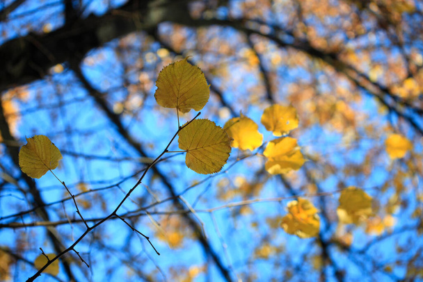 Coloridas plantas de otoño en el fondo de la naturaleza - Foto, Imagen
