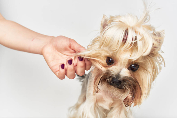 Yorkshire Terrier executes commands isolated background - Foto, Bild