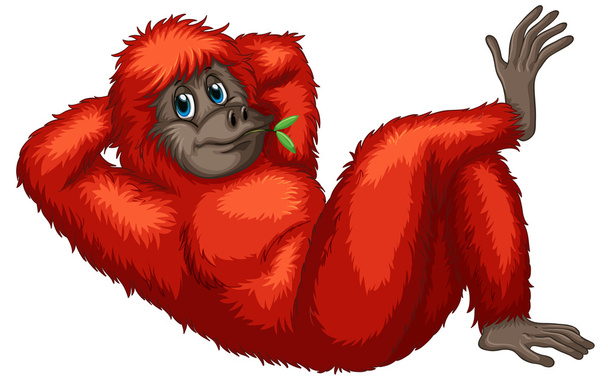 Orangutan - Vector, Image