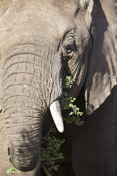 velký slon jíst trávu - Fotografie, Obrázek