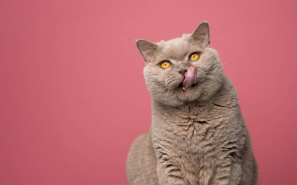 空腹ライラック英国の短髪猫なめる唇上のピンクの背景 - 写真・画像