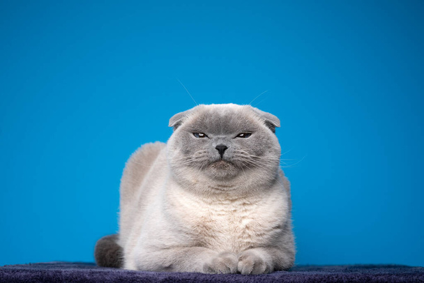 голубая точка шотландский складной кот делает смешное лицо выглядит недовольным или сердитым - Фото, изображение