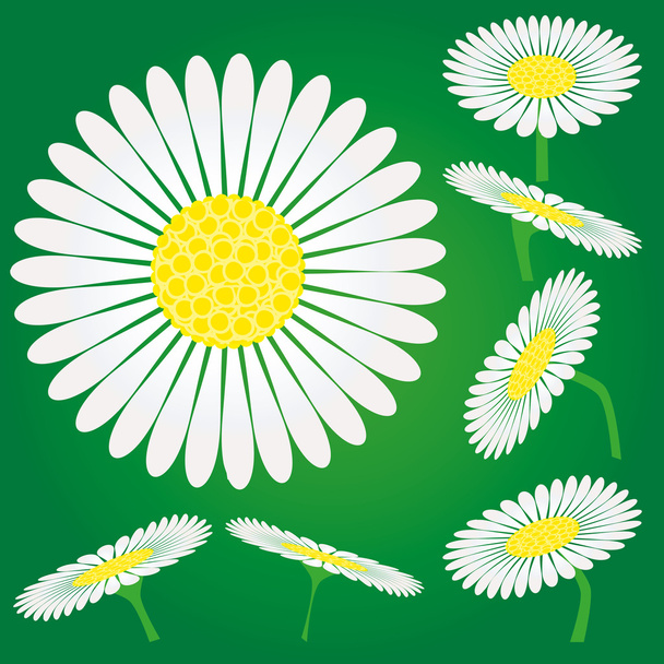 Chamomile flowers - Vettoriali, immagini