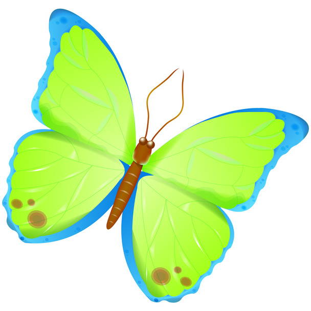 vektorové motýl - Vektor, obrázek
