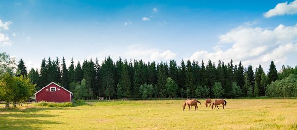 Çiftlikteki atlar - Fotoğraf, Görsel