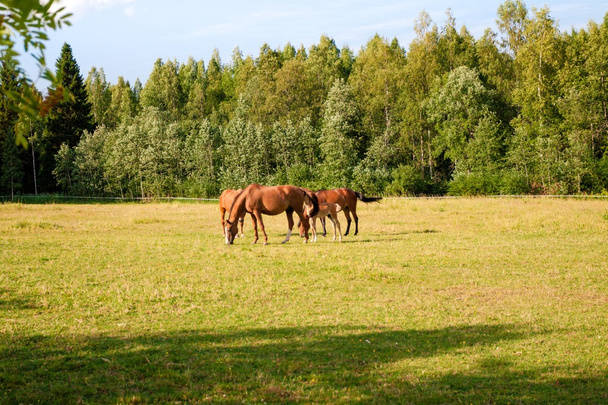 konie w gospodarstwie - Zdjęcie, obraz