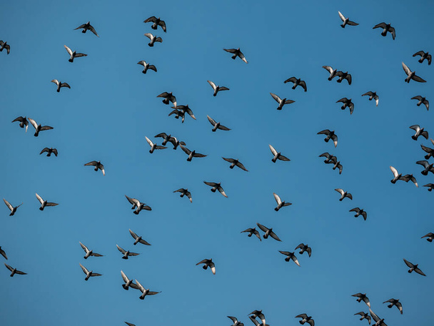 Un troupeau de colombes volantes dans le ciel bleu - Photo, image
