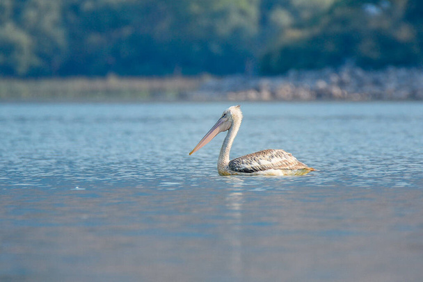 Чорногорія, білий пелікан - символ озера Скадар (Скутарі). - Фото, зображення