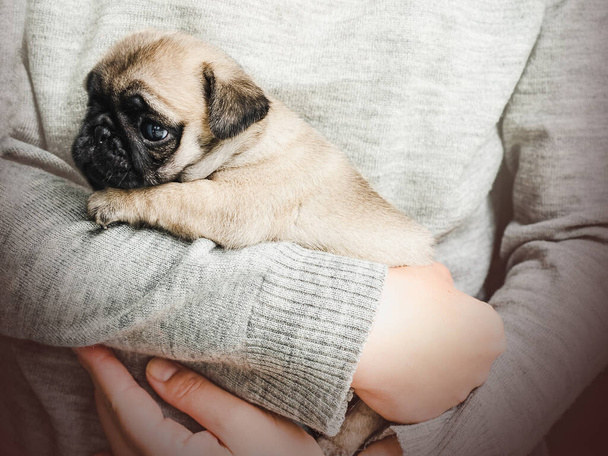 Charming, sweet puppy lying on hands of its owner. Close-up, indoors. Day light. Concept of care, education, obedience training, raising pets - Φωτογραφία, εικόνα