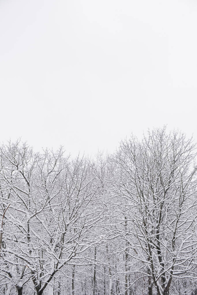 Árboles cubiertos de nieve en el bosque - Foto, Imagen