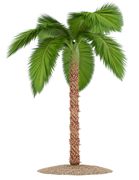 Palmeira isolada sobre fundo branco - Foto, Imagem