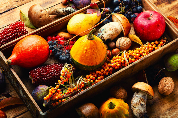 Outono ainda vida de abóboras, cogumelos, maçãs, figos e berries.Fall comida - Foto, Imagem