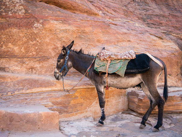 ヨルダンのペトラの砂漠地帯で彼の背中に鞍を持つロバやラバ. - 写真・画像