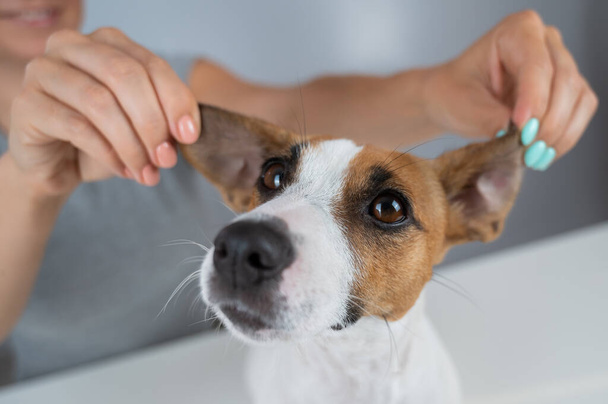 The woman holds the ears of the dog Jack Russell Terrier and pulls it in different directions - Foto, imagen