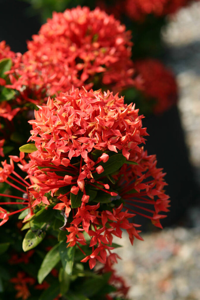 Цветок Rubiaceae. Цветок иксоры в саду. - Фото, изображение