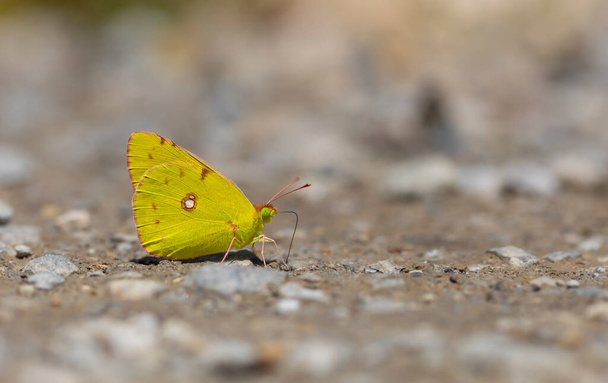 yellow butterfly picking up minerals from the ground, Colias crocea - Photo, Image
