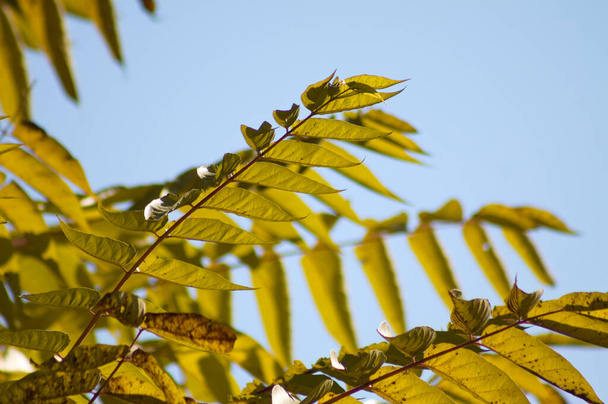 Осеннее золотое дерево неба листья крупным планом вид с голубым небом на фоне - Фото, изображение