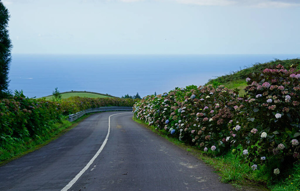 Azores Yolu 'ndaki renkli ortanca çiçekleri - Fotoğraf, Görsel