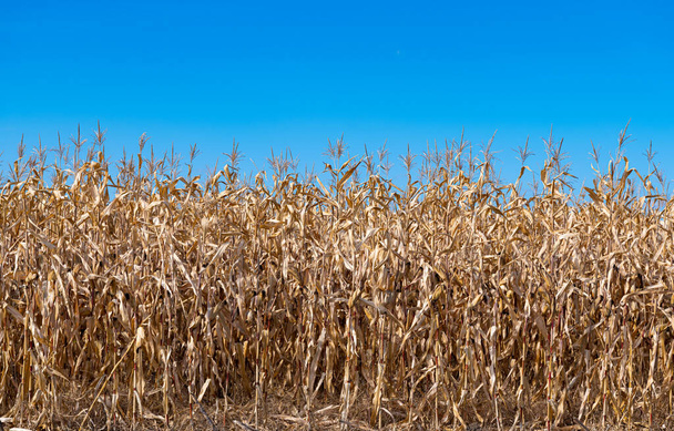 dry corn field on a sunny day  - Fotó, kép