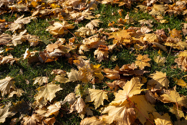 Les feuilles d'érable multicolores reposent sur l'herbe. Parc d'automne. Groupe de fond feuilles d'automne orange. Vers le haut des feuilles tombées des feuilles humides d'automne. En plein air. Image de fond colorée de feuilles d'automne tombées - Photo, image