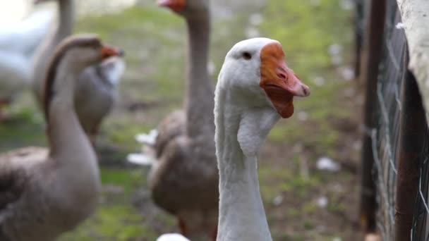 Geeseは川で泳ぎ、海岸から草をつまむ。農場で夏の日に池で泳ぐ雁. - 映像、動画