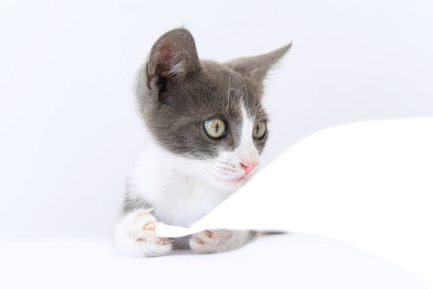 Portrait of a kitten holding a white sheet of paper in its paws pretending to read - Foto, Bild