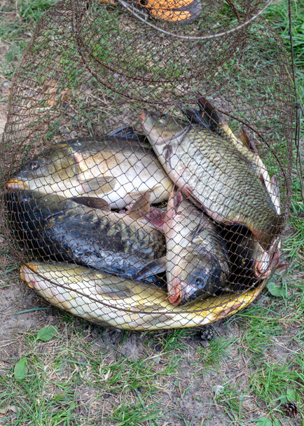 картина з різними рибами в рибній сітці, концепція риболовлі
 - Фото, зображення