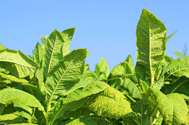 Growing tobacco on a field in Poland - Photo, Image