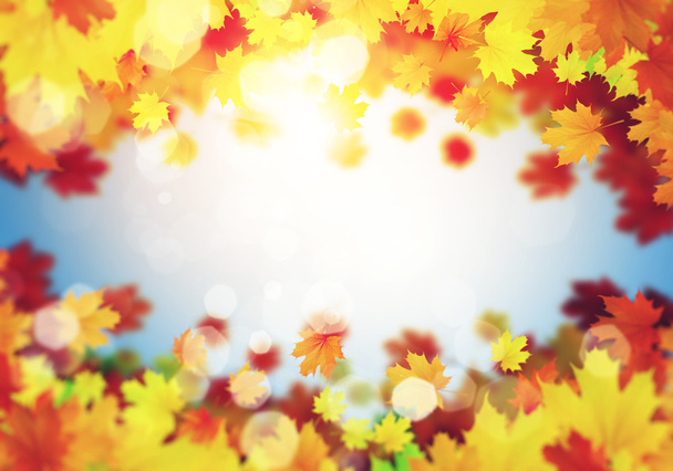 Різнобарвні листя фону
 - Фото, зображення