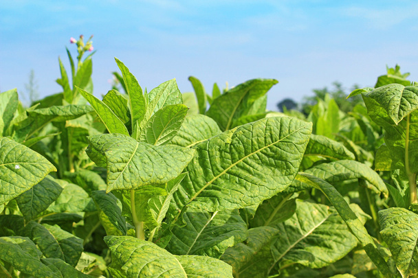 Growing tobacco on a field in Poland - Photo, Image