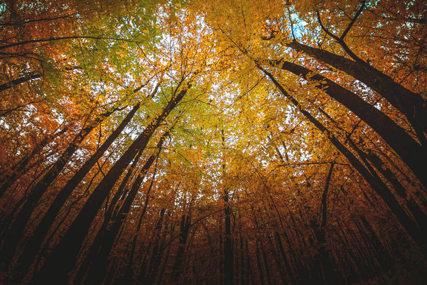 Широкий угол вверх выстрел в лесу, великолепный вид на красочный навес с осенней листвы цветов и голубого неба, квадратный формат - Фото, изображение