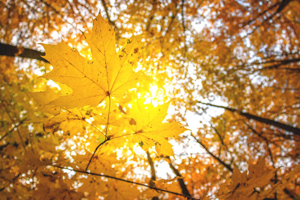 Scena autunnale dorata in un parco, con foglie cadenti, il sole che splende tra gli alberi e il cielo blu - Foto, immagini