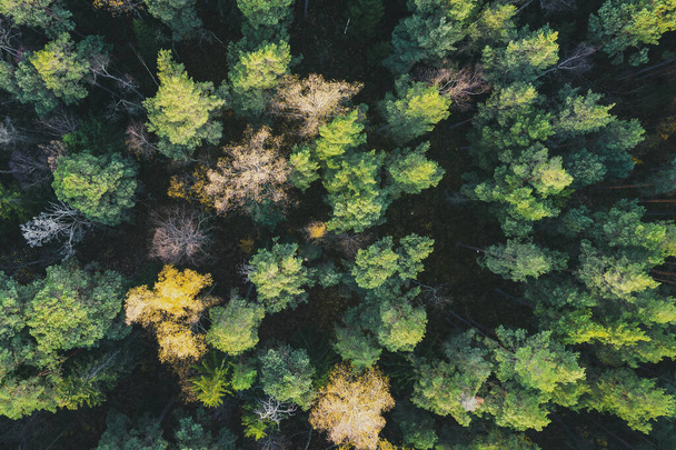Directly above full frame shot of forest in autumn - Foto, immagini
