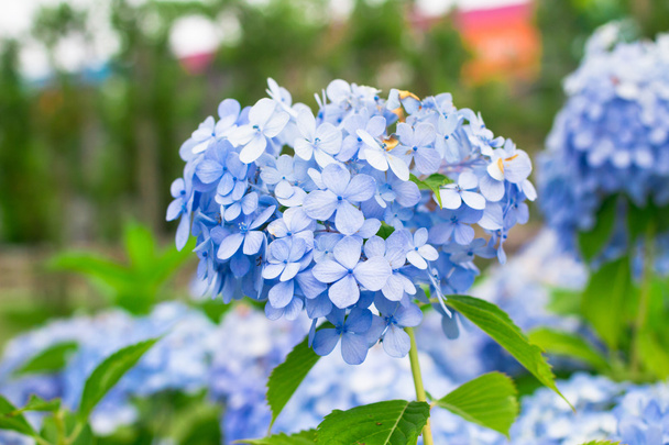 Fleurs d'hortensia bleues - Photo, image