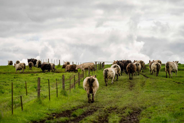 牛肉の牛を閉じ、オーストラリアの芝生の上で、農業牧場で放牧子牛。牛は干し草とシラージュを食べる。品種には、斑点のある公園、マレーグレー、アンガス、ブランガス、ここフォード、和牛、酪農牛などがあります. - 写真・画像