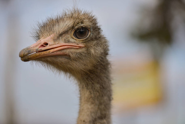  Retrato de uma avestruz - Foto, Imagem