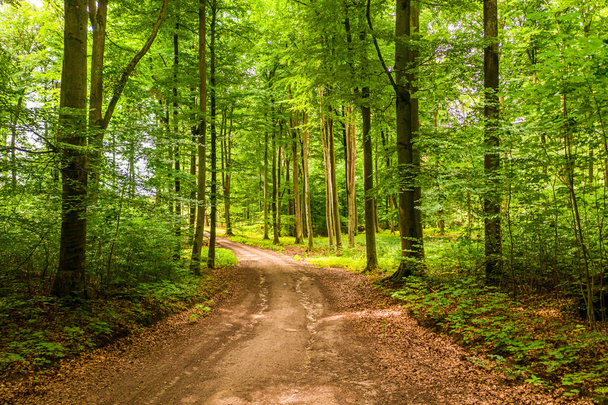 Summer forest and leafy footpath in Poland, Europe - Fotoğraf, Görsel
