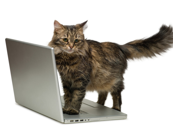 Cat and a computer - Φωτογραφία, εικόνα