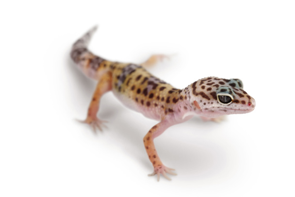 Leopard gecko lub Eublepharis macularius izolowany na białym tle ze ścieżką wycinania i pełną głębią ostrości - Zdjęcie, obraz