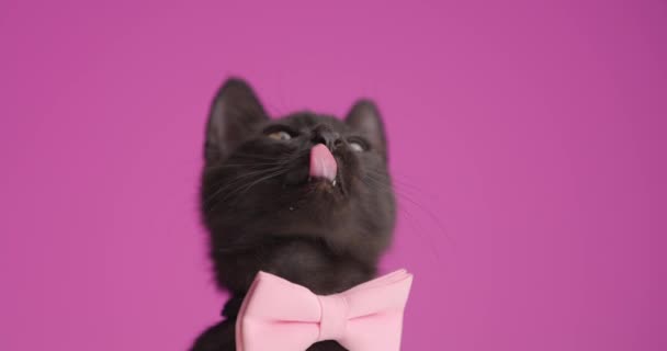 Очаровательная чёрная кошка метис в розовой бабочке, смотрит вверх и сбоку и облизывает нос, стоя на задних ногах на розовом фоне в студии - Кадры, видео