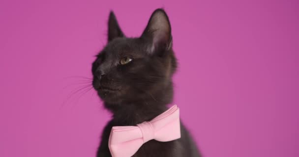 adorável pequeno metis gato vestindo rosa bowtie olhando para cima, colando a língua e lambendo o nariz, olhando para o lado e sentado no fundo rosa em estúdio - Filmagem, Vídeo