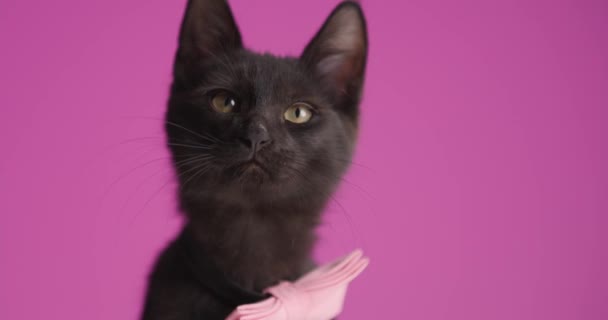 nieuwsgierig klein zwart metis kat met strikje zitten op roze achtergrond, op zoek omhoog en likken neus in studio - Video