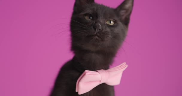 sladké černé metis kotě nosí růžovou motýlka, dívá se nahoru a stranou, lízání nosu, vyčnívá jazyk a sedí na růžovém pozadí ve studiu - Záběry, video
