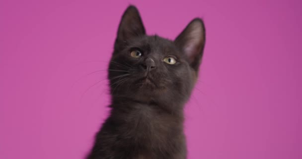 černá metis kočička vyčnívající jazyk, lízání a čištění kožešin, dívá se zvědavě na stranu a sedí na růžovém pozadí ve studiu - Záběry, video