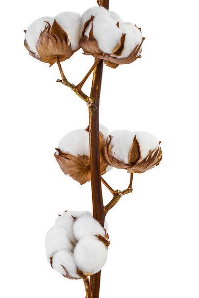 Rama de flores de algodón aislada sobre fondo blanco con trayectoria de recorte y profundidad completa de campo - Foto, imagen