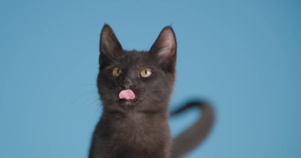 adorable negro metis gato mirando arriba y lado, lamiendo nariz y sobresaliendo lengua mientras sentado en azul fondo en estudio - Imágenes, Vídeo