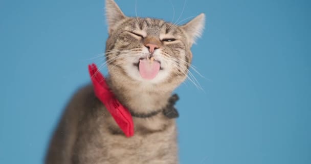 hongerig metis tabby kitten met rode strikje, steken uit tong en likken transparant glas op blauwe achtergrond in studio - Video