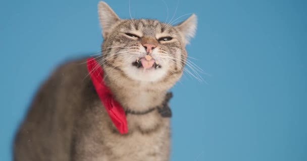 krásný malý tabby kočička vyčnívá jazyk a lízání plexiskla, na sobě červená motýlka, vzhlíží a stojí na modrém pozadí ve studiu - Záběry, video