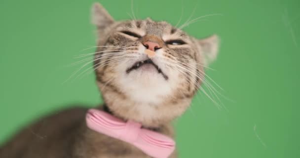 barna tabby metis macska visel elegáns rózsaszín csokornyakkendő, nyalás átlátszó üveg és keres oldalra zöld háttér -ban stúdió - Felvétel, videó